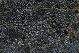 Polished, Black Petrified Palm Root Slab - Indonesia #152001-1